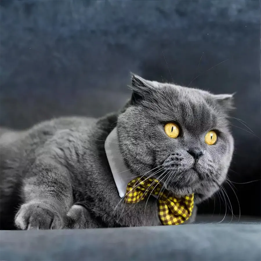 Chat British Shorthair gris aux yeux dorés avec un nœud papillon à carreaux jaunes, illustrant l'univers premium de la litière agglomérante anti odeur pour chat Petsand Charbon Actif