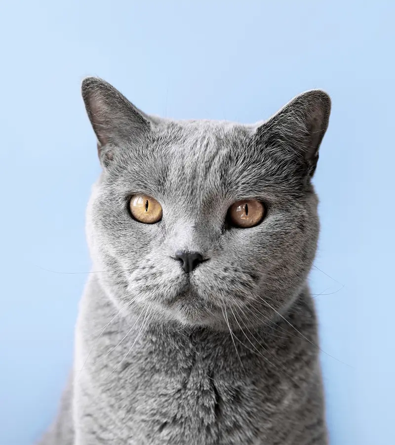 Portrait d'un chat British Shorthair gris aux yeux dorés sur fond bleu clair, illustrant le confort et la propreté offerts par la litière agglomérante pour chat Petsand