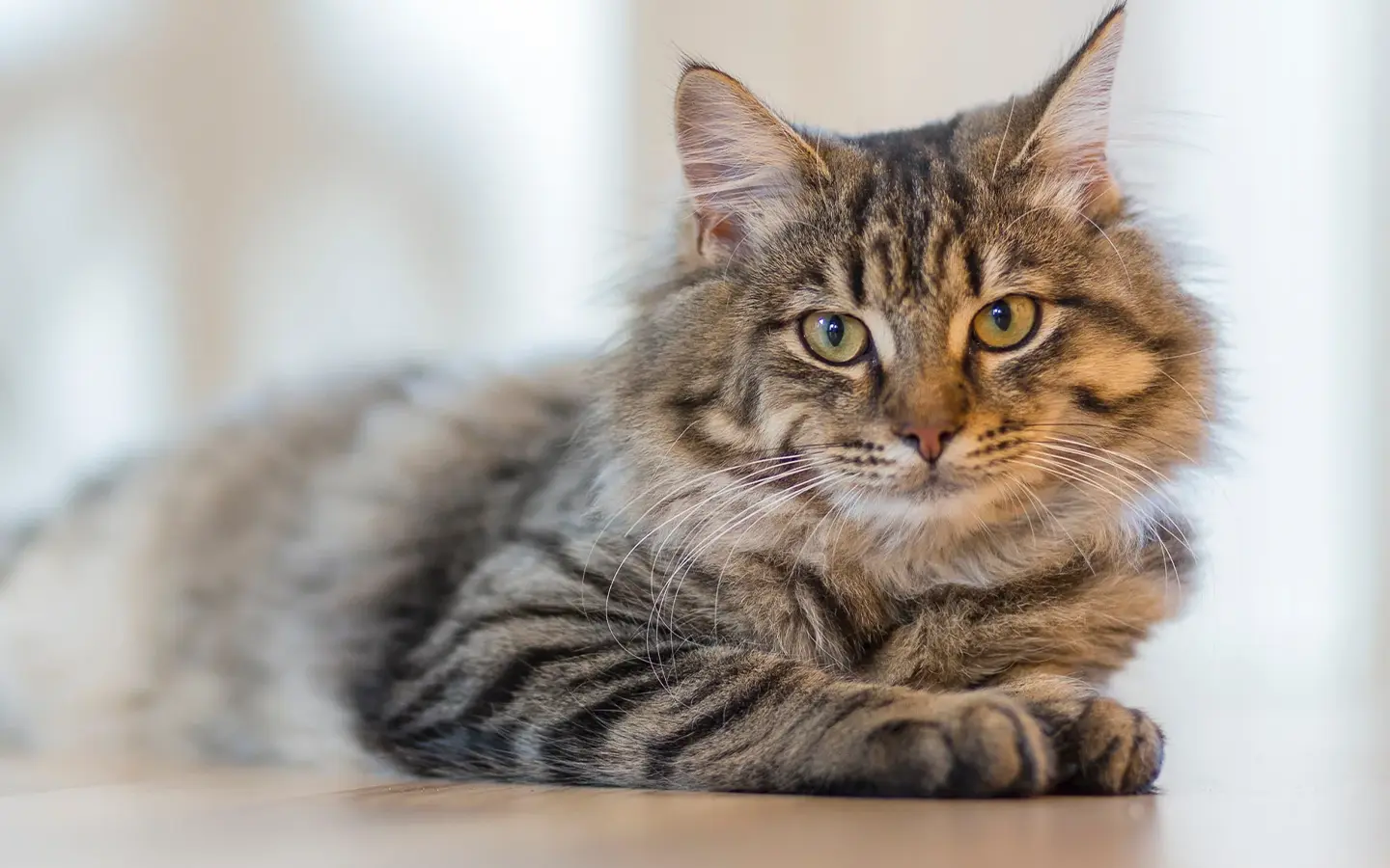 Chat Maine Coon allongé dans un intérieur propre — Litière agglomérante pour chat Petsand