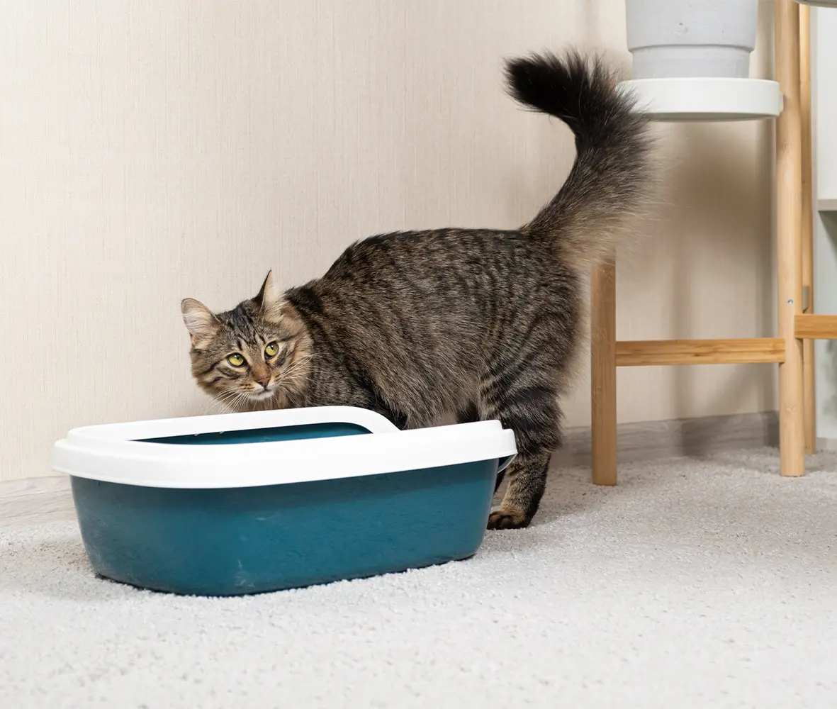 Chat tigré entrant dans son bac à litière agglomérante dans un intérieur propre et lumineux, illustrant l'utilisation quotidienne de la litière pour chat Petsand