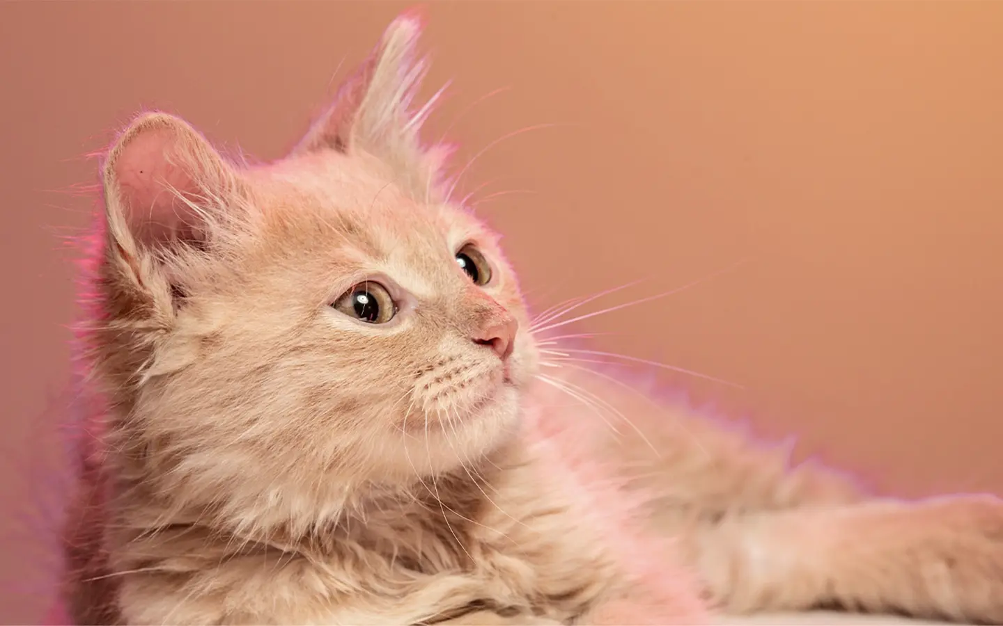 Chaton roux allongé sur fond rosé et chaleureux, illustrant la douceur et le confort de la litière agglomérante parfumée talc bébé pour chat Petsand Baby Powder