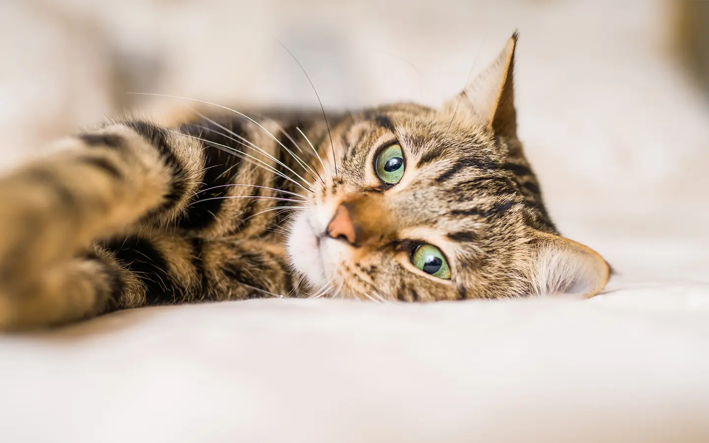 Chat tigré aux yeux verts allongé sur un canapé blanc dans un intérieur propre et confortable, illustrant le bien-être au quotidien avec la litière agglomérante pour chat Petsand